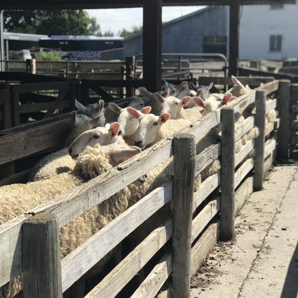A delicious spread of food from the New Zealand sheep farm