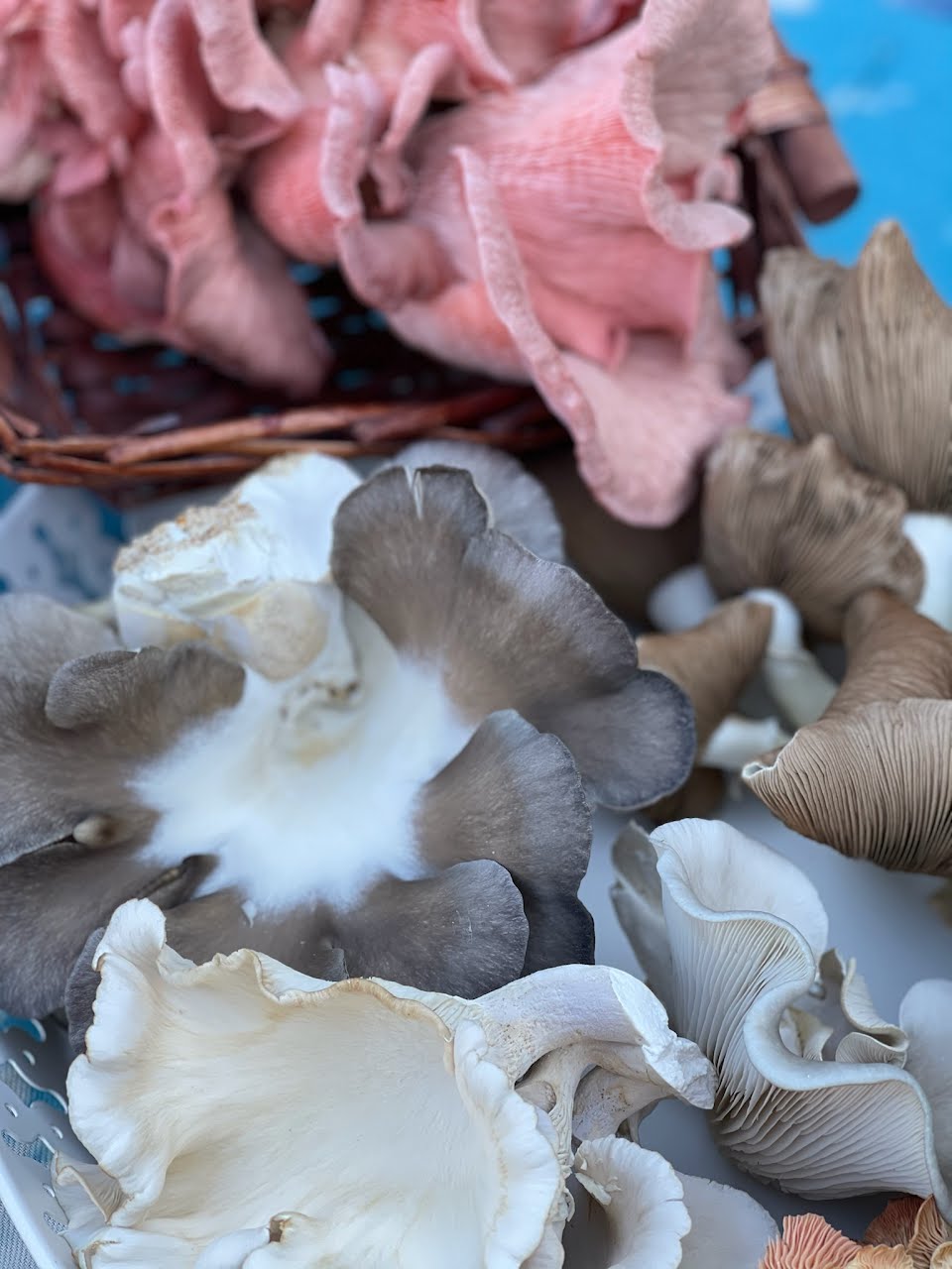 best recipes for mushrooms