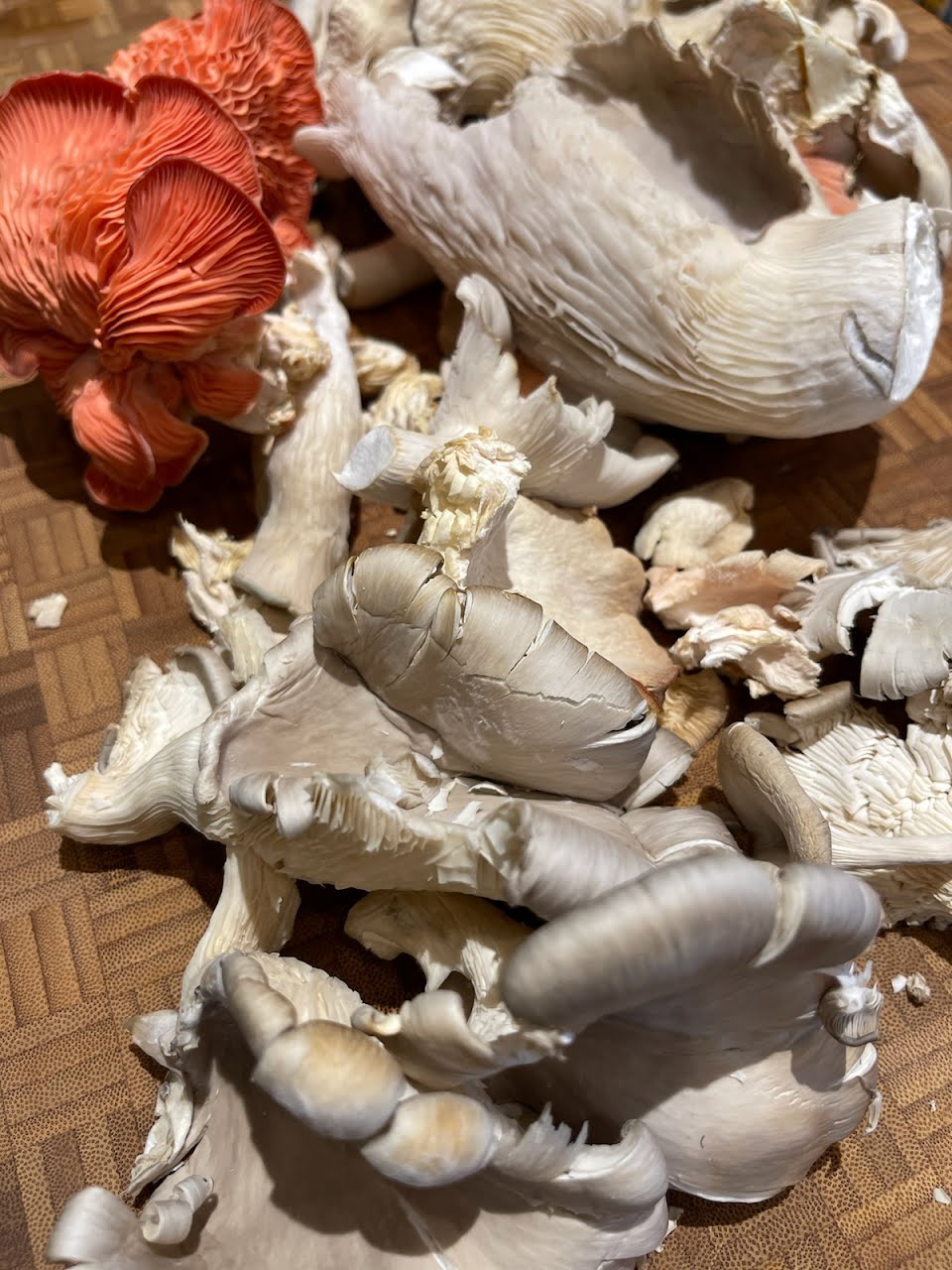 dinner recipes with mushrooms